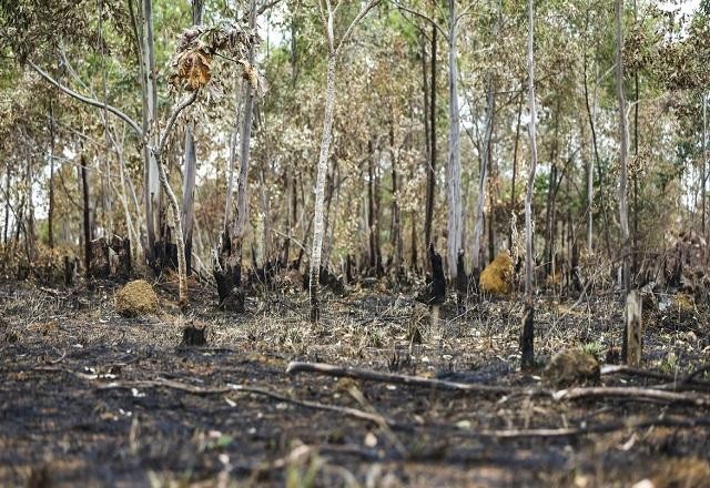 Queimadas: Amazônia e Cerrado concentram 95% da área destruída em 2022