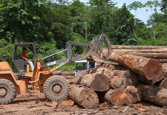 Imagem da noticia Áreas protegidas do Pará estão entre as mais pressionadas pelo desmatamento
