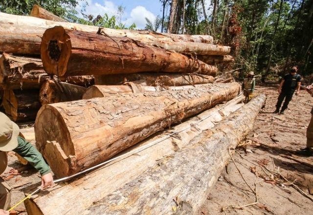 Imagem da noticia Amazônia já tem área de exploração madeireira equivalente a 3 cidades de SP