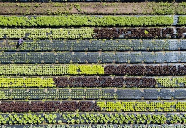Imagem da noticia Agro: candidatos à presidência recebem ideias para produção sustentável