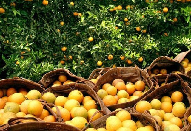 Imagem da noticia Produtividade e diversificação de culturas são segredos do agro paulista