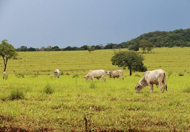 Imagem da noticia Agronegócio é principal causa de conflitos por território na Amazônia