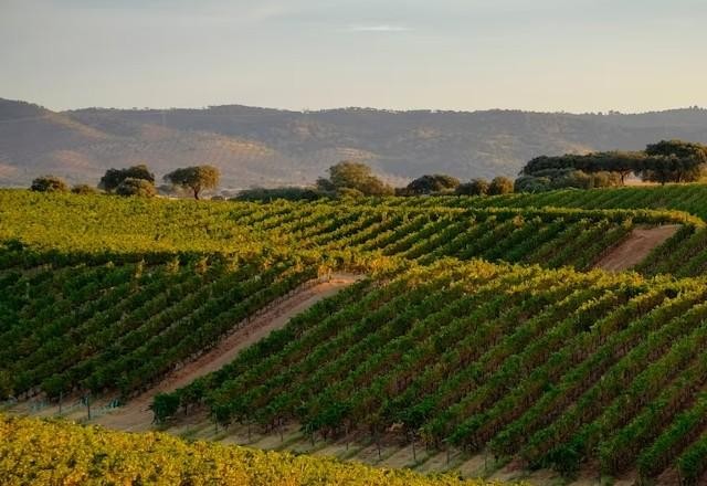 Imagem da noticia Portugal: uma viagem pela terra dos vinhos