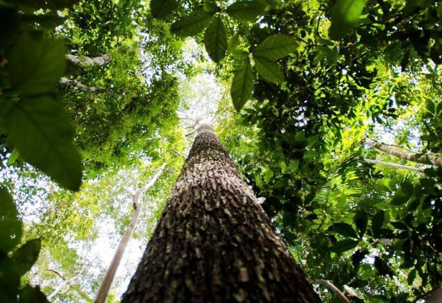 Imagem da noticia Pesquisas científicas na Amazônia ajudam empresas a explorar recursos da floresta de forma sustentável