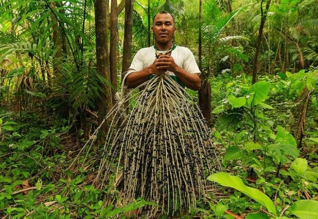 Imagem da noticia É possível reduzir a pobreza sem desmatar a Amazônia: estudo mostra opções