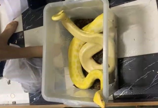 Imagem da noticia PF apreende cobras, aranhas e lagartos em casa de vendedor em Campinas