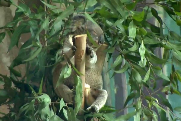 Aquário de São Paulo apresenta os primeiros coalas do Brasil