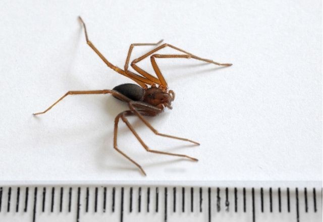 Imagem da noticia Aranha-violino: conheça a espécie, riscos e prevenção após jovem italiano morrer com picada