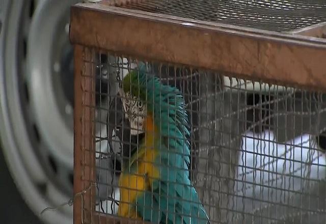 Exclusivo: traficantes de animais são flagrados atuando em São Paulo