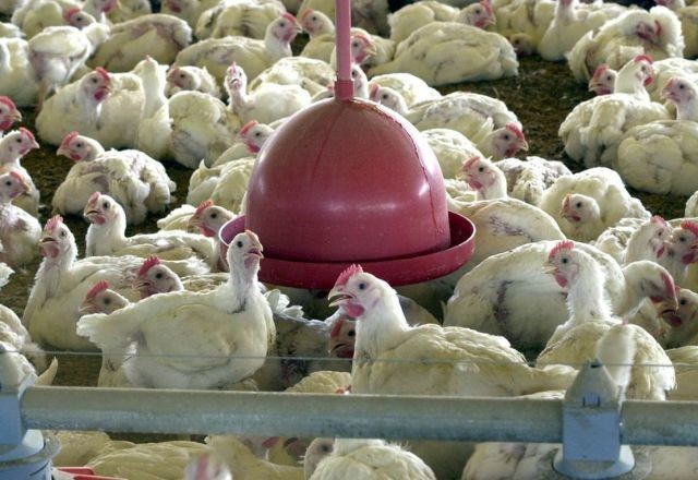 Doença de Newcastle ataca frangos e compromete exportações no RS