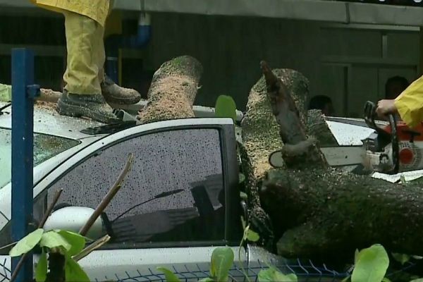 Árvore cai sobre carro em Recife e motorista escapa por pouco