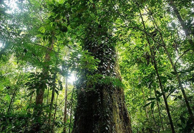 EUA vão se empenhar para doarem recursos "vultosos" ao Fundo Amazônia