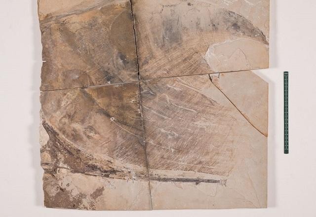 Imagem da noticia Fóssil do crânio de Pterossauro é repatriado e enviado a museu no Rio