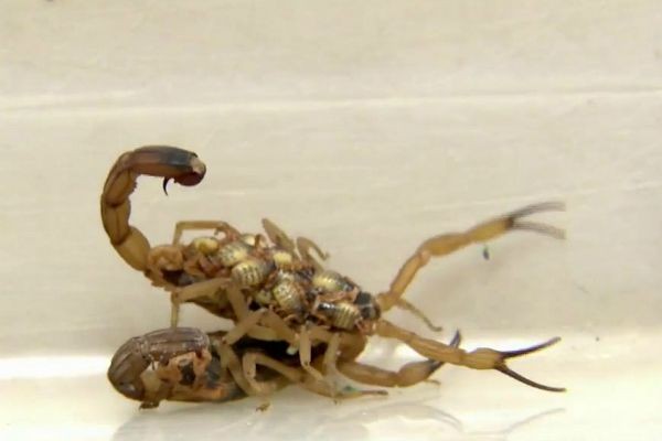 Ataques de escorpiões preocupam moradores da capital paulista