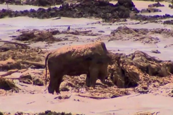 Ativistas criticam ação da polícia no resgate de animais em Brumadinho 