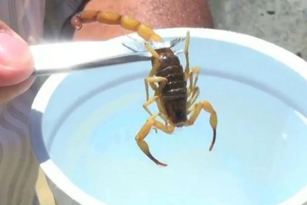 Imagem da noticia Aumenta número de escorpiões no verão