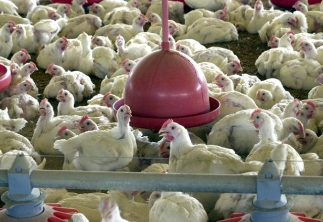 Imagem da noticia Brasil reforça vigilância à gripe aviária após surtos no Peru e Colômbia