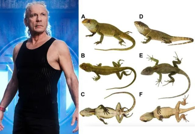 Imagem da noticia Bruce Dickinson, do Iron Maiden, vira nome de lagarto no Peru; entenda