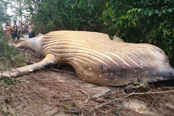 Baleia jubarte é achada morta em área de mata no Pará