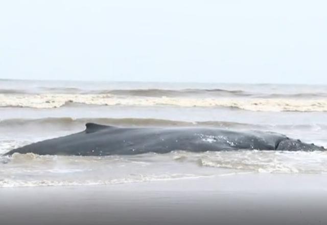 SC: filhote de baleia jubarte está há 24 horas encalhada em praia