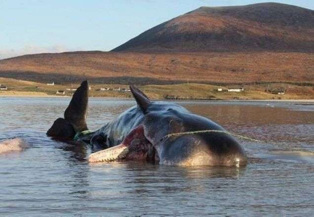 Baleia morre com 100kg de plástico no estômago