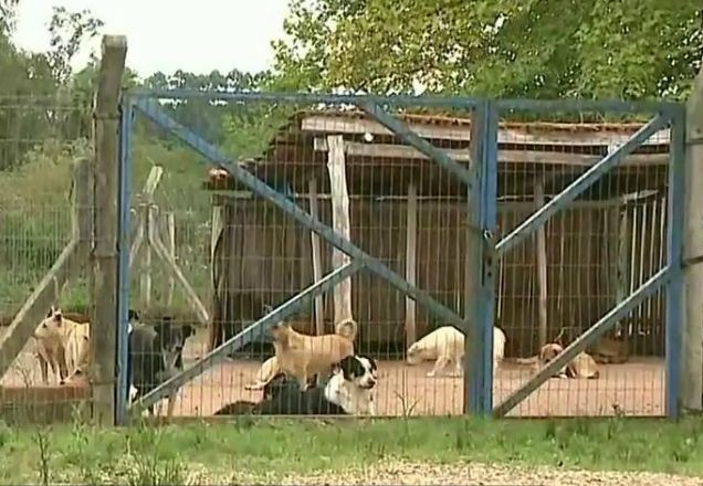 Bandidos invadem abrigo de animais e matam cinco cães no Rio Grande do Sul