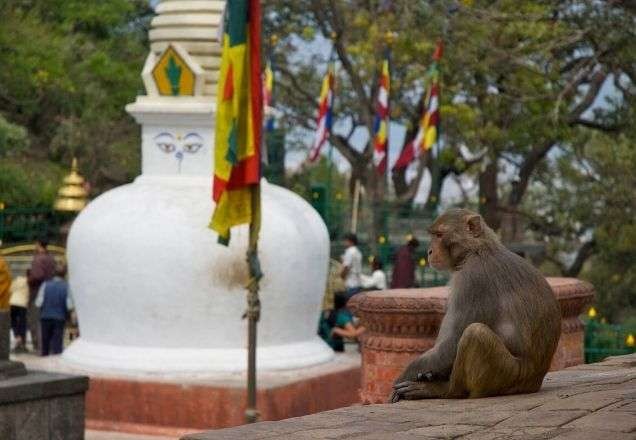 Bando de macacos provoca morte de cinco pessoas na Índia