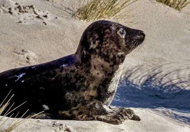 Imagem da noticia Barbárie: turistas espancam foca em praia no Cazaquistão