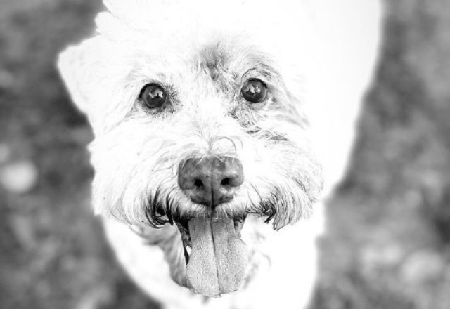Imagem da noticia Cachorro morre eletrocutado por cabo de média tensão caído após temporal em SP