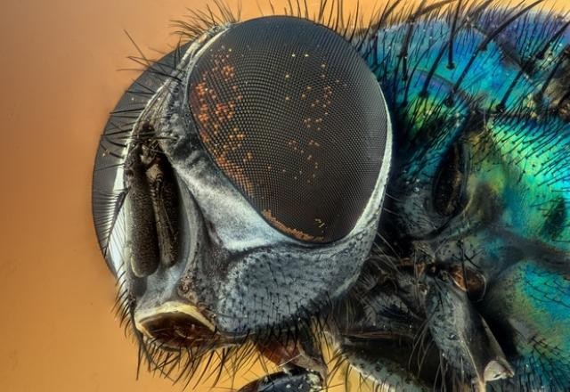 Imagem da noticia Comissão aprova isenção tributária para biodefensivos agropecuários