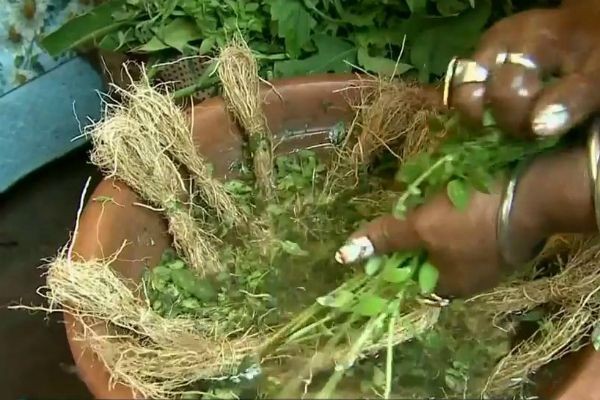 Imagem da noticia Belém celebra dia de São João com tradicional Banho de Cheiro