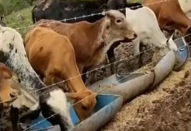 Imagem da noticia Trezentos bezerros são resgatados de situação de maus-tratos em Cunha (SP)