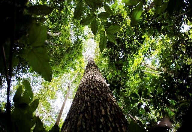 Imagem da noticia Bioeconomia Amazônica é tema de estudo sobre produtos da floresta