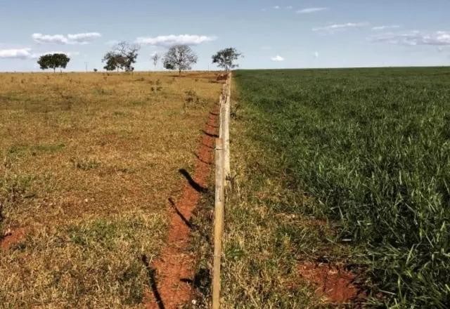 Amazônia teve 36% da floresta transformada em pasto