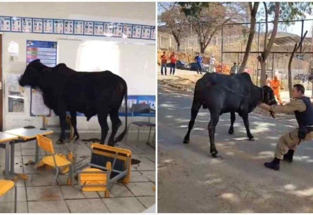 Boi invade sala de aula e deixa crianças feridas em escola de Minas Gerais