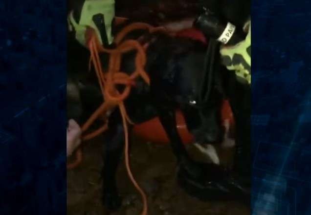Bombeiros realizam resgate emocionante e salvam cachorro ilhado no RS