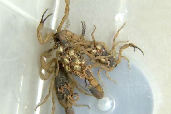 Imagem da noticia Brasil deve ter surto de picadas de escorpião neste fim de ano
