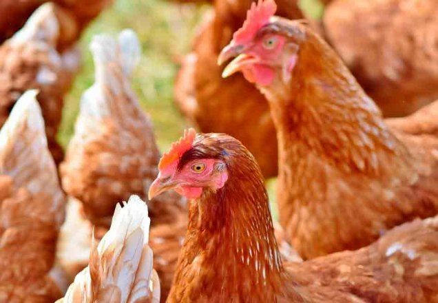Imagem da noticia Brasil pede esclarecimentos após Filipinas suspender importação de frango
