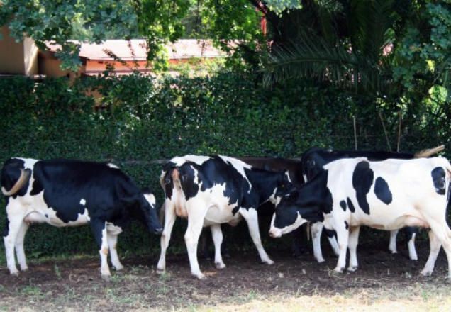 Imagem da noticia Brasil suspende exportação de carne bovina para China