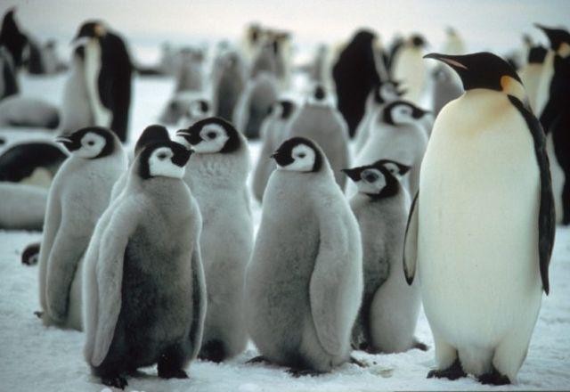 Imagem da noticia Perda de gelo marinho pode ter causado morte de 100% dos bebês pinguins na Antártica