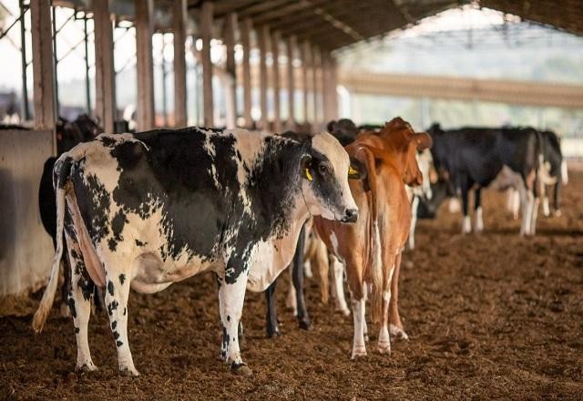 Imagem da noticia Exportações de carne caem 25% em abril após caso de mal da vaca louca