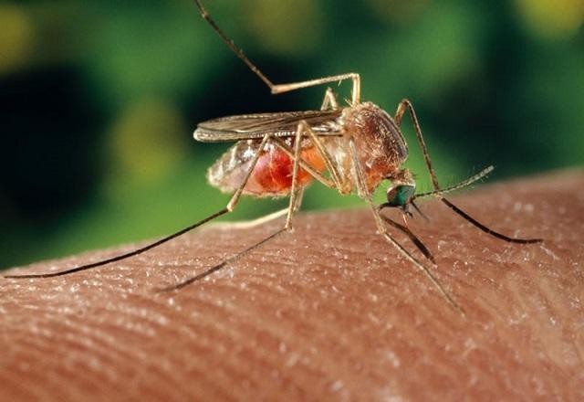 Imagem da noticia Rio registra primeiro caso de febre oropouche, transmitida por mosquito