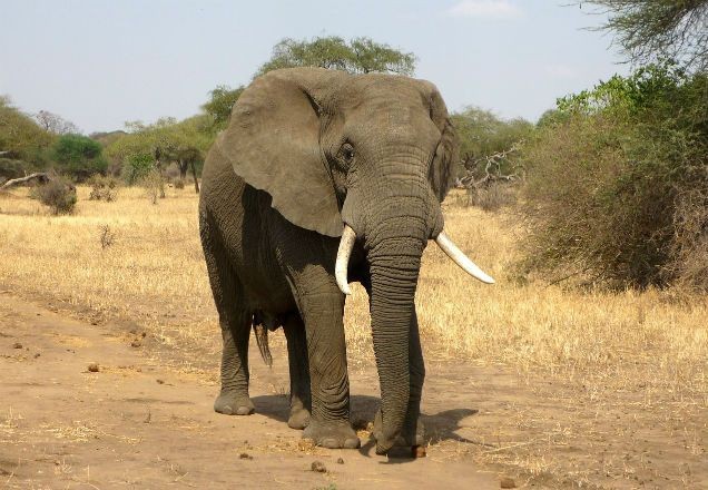 Imagem da noticia Caçador ilegal morre pisoteado por elefante e tem corpo devorado por leões