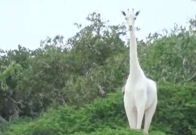 Imagem da noticia Caçadores matam duas das últimas girafas brancas do mundo