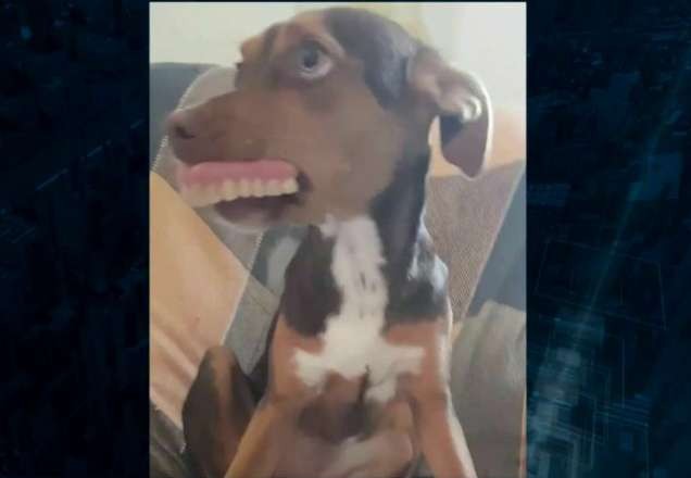 Cachorra rouba dentadura da avó e viraliza na internet