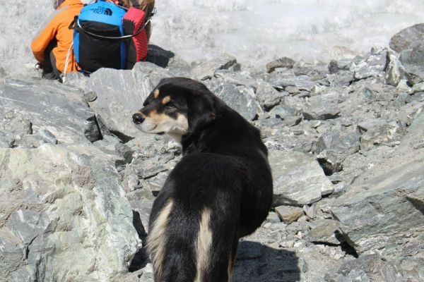 Imagem da noticia Cachorra torna-se a primeira a alcançar topo de montanha no Himalaia