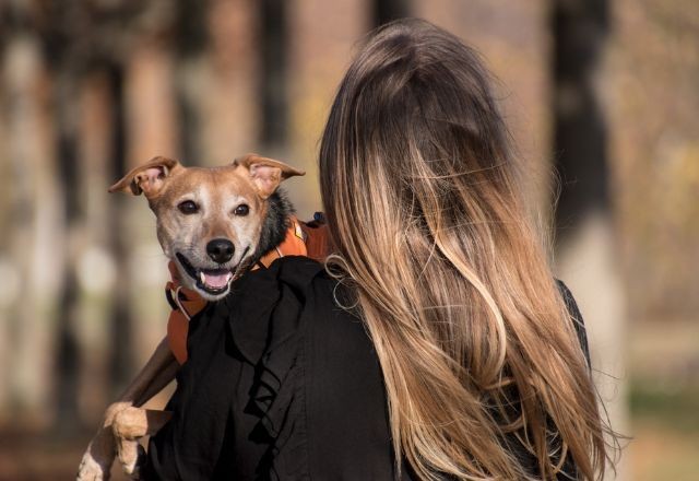 Imagem da noticia Mosquito da dengue oferece risco também a cachorros e gatos