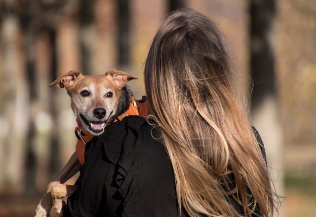 Mosquito da dengue oferece risco também a cachorros e gatos