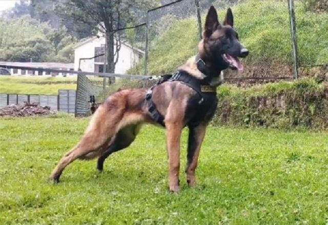 Imagem da noticia Colômbia suspende buscas por cão Wilson