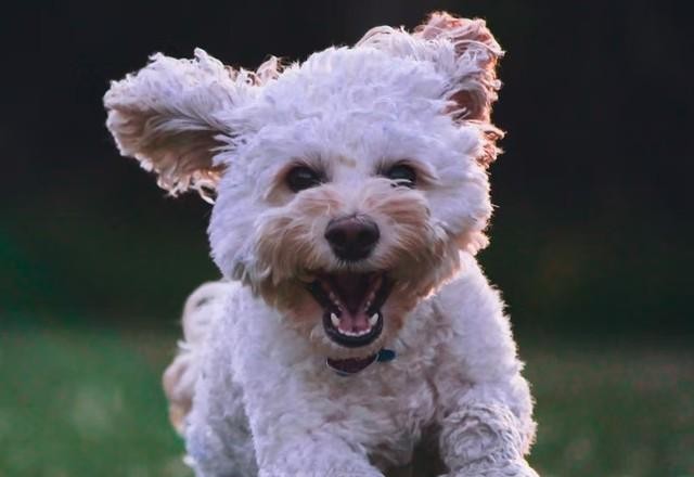 Imagem da noticia Homem cancela casamento após descobrir que mulher quase matou cachorro